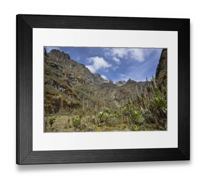 Framed Print : Senecias and lobelias in the upper Mobuku valley Mobuku, Uganda
