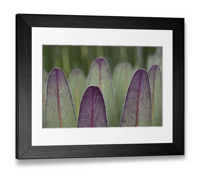 Framed Print : The Giant Lobelias (Lobelia bequaertii) of the Rwenzoris are especially adapted to