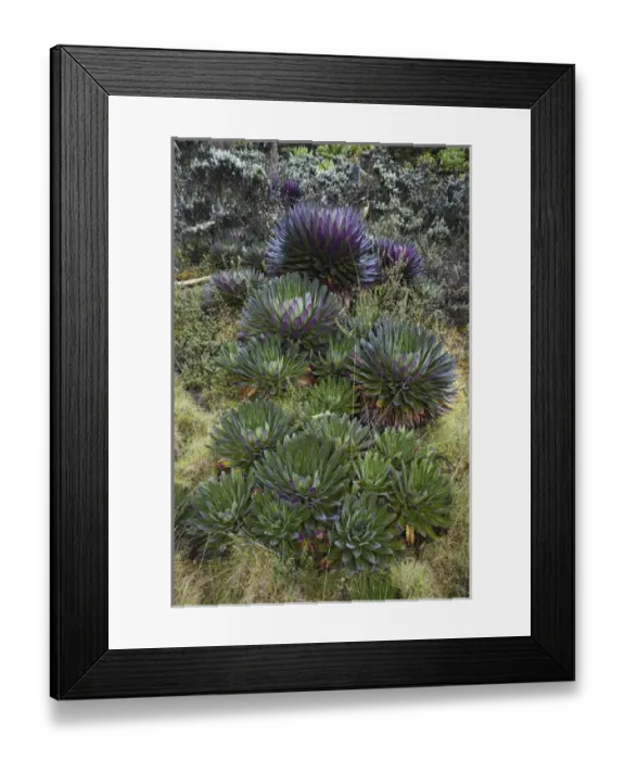 Framed Print : The Giant Lobelias (Lobelia bequaertii) of the Rwenzoris are especially adapted to