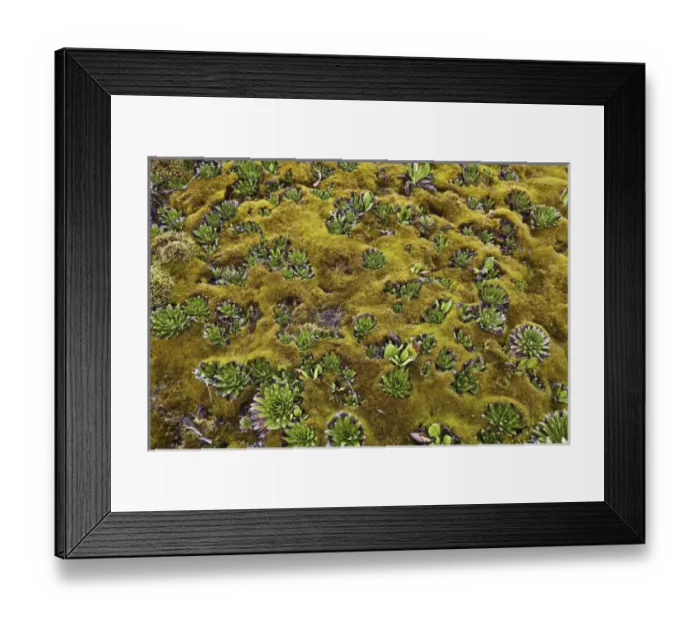 Framed Print : Young Giant Lobelias and Giant Groundsel (Tree Senecio) in deep moss on Freshfield