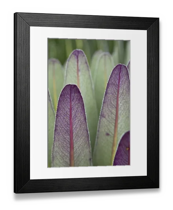 Framed Print : The Giant Lobelias (Lobelia bequaertii) of the Rwenzoris are especially adapted to Framed Print : The Giant Lobelias (Lobelia bequaertii) of the Rwenzoris are especially adapted to