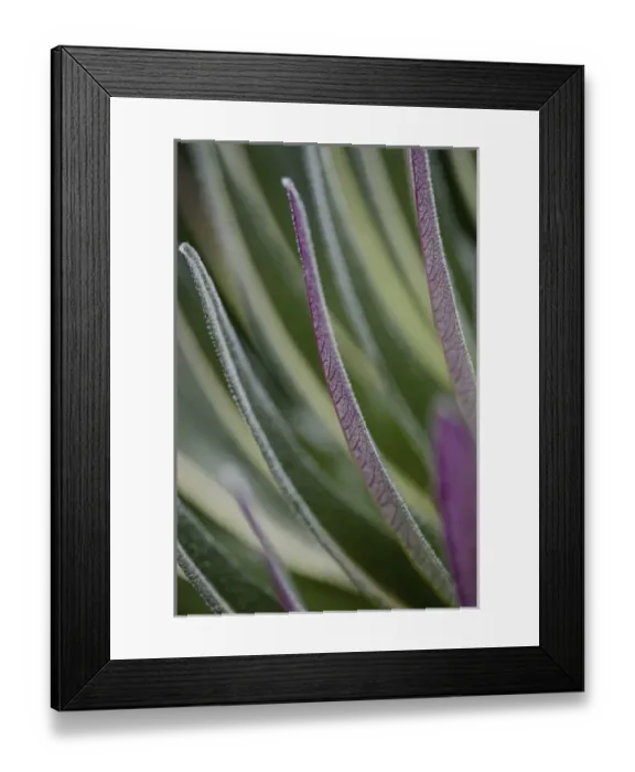 Framed Print : The Giant Lobelias (Lobelia bequaertii) of the Rwenzoris are especially adapted to Framed Print : The Giant Lobelias (Lobelia bequaertii) of the Rwenzoris are especially adapted to