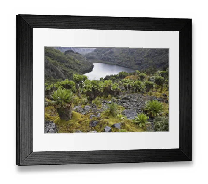 Framed Print : Kitandara Valley and the kitandara lakes with Giant Groundsel