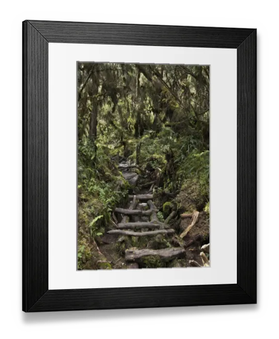 Framed Print : Central Circuit on Ruwenzori through Swampy Forest, Uganda Framed Print : Central Circuit on Ruwenzori through Swampy Forest, Uganda