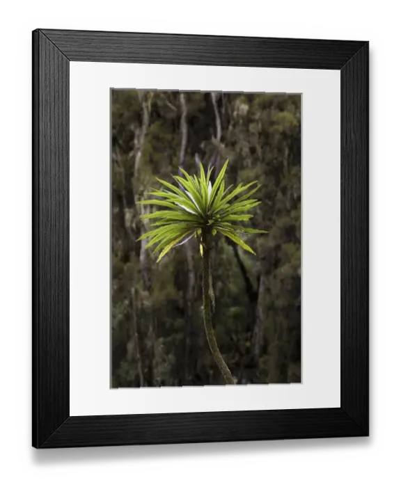 Framed Print : Giant Lobelia (Lobelia lanuriensis) in the high mountains of the Rwenzoris