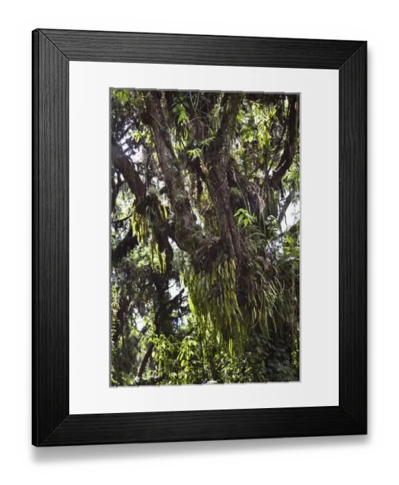 Framed Print : Rain forest with Kosobaum stocks, Ruwenzori, Uganda