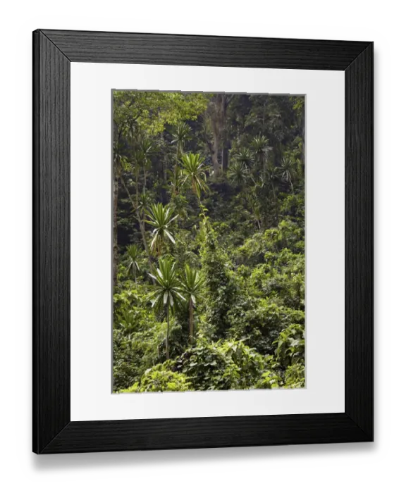 Framed Print : Forest Lobelia (Lobelia gibberoa) in the Mobuku Valley in the high mountains of the Rwenzoris Framed Print : Forest Lobelia (Lobelia gibberoa) in the Mobuku Valley in the high mountains of the Rwenzoris