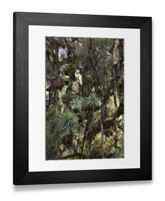 Framed Print : Giant Lobelia (Lobelia lanuriensis) in the high mountains of the Rwenzoris Framed Print : Giant Lobelia (Lobelia lanuriensis) in the high mountains of the Rwenzoris
