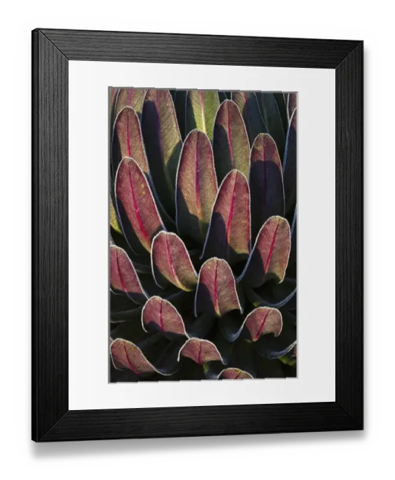 Framed Print : Giant Lobelia (Lobelia lanuriensis) in the high mountains of the Rwenzoris Framed Print : Giant Lobelia (Lobelia lanuriensis) in the high mountains of the Rwenzoris