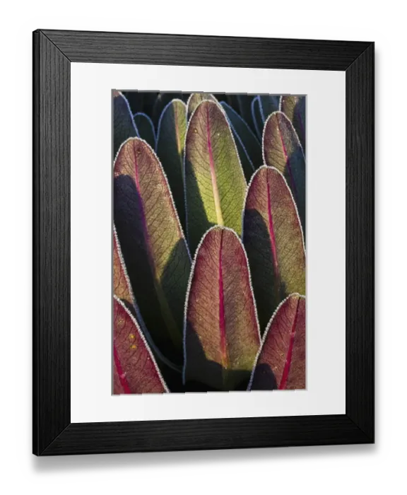 Framed Print : Giant Lobelia (Lobelia lanuriensis) in the high mountains of the Rwenzoris
