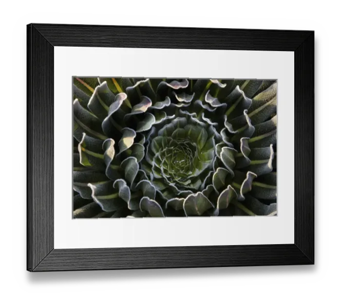 Framed Print : Giant Lobelia (Lobelia lanuriensis) in the high mountains of the Rwenzoris Framed Print : Giant Lobelia (Lobelia lanuriensis) in the high mountains of the Rwenzoris