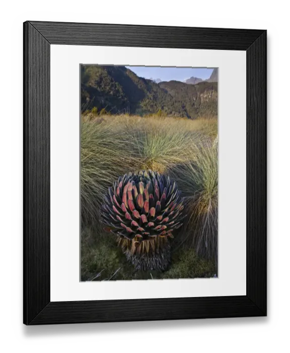 Framed Print : Giant Lobelia (Lobelia lanuriensis) in the high mountains of the Rwenzoris Framed Print : Giant Lobelia (Lobelia lanuriensis) in the high mountains of the Rwenzoris