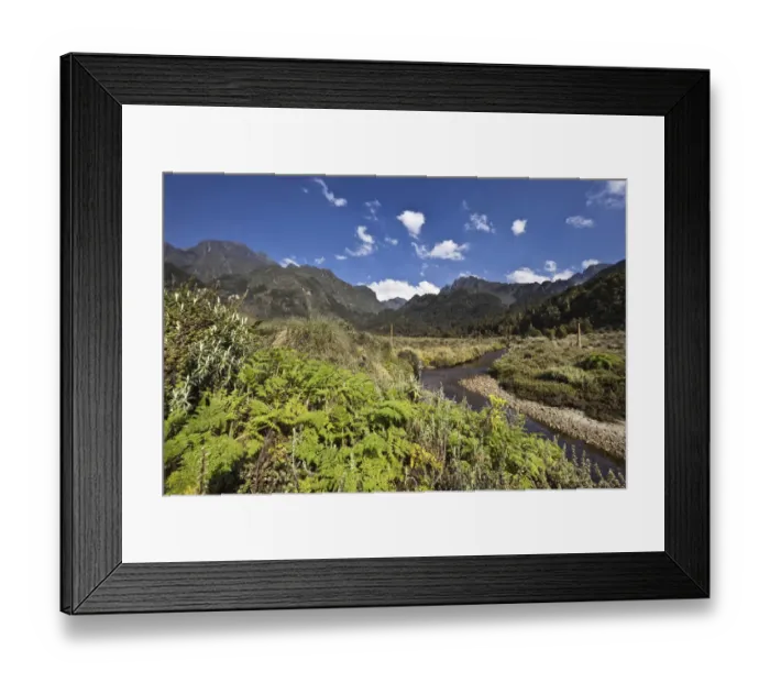 Framed Print : The lower Bigo Bog with giant lobelia and Carex, East Africa Framed Print : The lower Bigo Bog with giant lobelia and Carex, East Africa