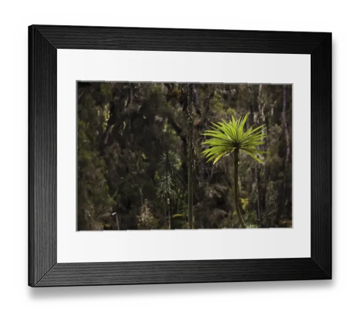 Framed Print : Giant Lobelia (Lobelia lanuriensis) in the high mountains of the Rwenzoris