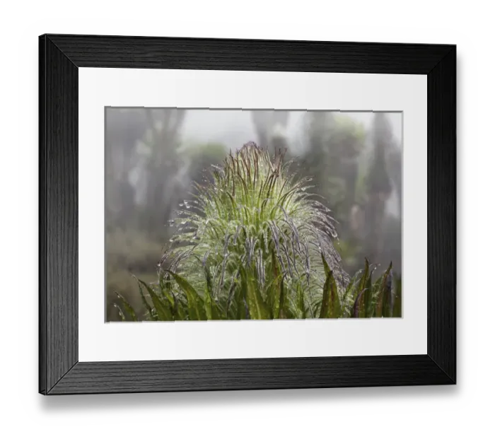 Framed Print : Giant Lobelia (Lobelia wollastonii) with florescence, flower spike, in the high mountains