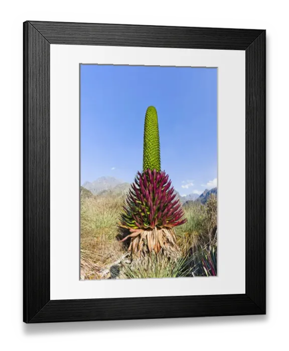 Framed Print : Giant Lobelia (Lobelia lanuriensis) in the high mountains of the Rwenzoris Framed Print : Giant Lobelia (Lobelia lanuriensis) in the high mountains of the Rwenzoris