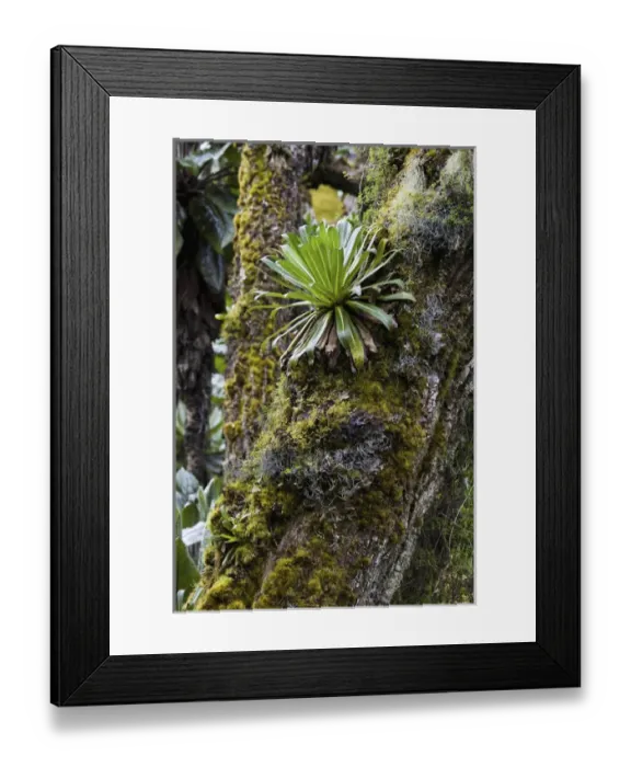 Framed Print : Young Giant Lobelia (Lobelia wollastonii) in the high mountains of the Rwenzoris, Uganda