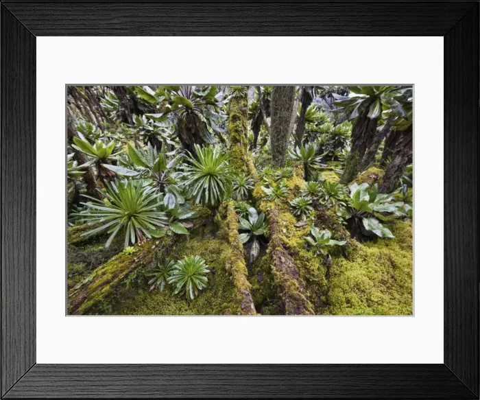 Framed Print : Dense forest with Senecias lobelia and moss in the Ruwenzori, Uganda Framed Print : Dense forest with Senecias lobelia and moss in the Ruwenzori, Uganda