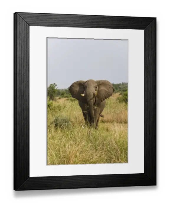 Framed Print : African Bush Elephant (Loxodonta africana) in Murchison Falls National Park, Uganda