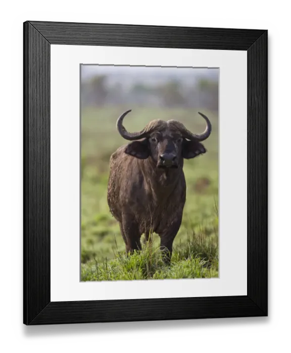 Framed Print : African Buffalo (Synercus caffer) or Cape Buffalo in the Grasslands of Murchison Falls Nationa Park Framed Print : African Buffalo (Synercus caffer) or Cape Buffalo in the Grasslands of Murchison Falls Nationa Park