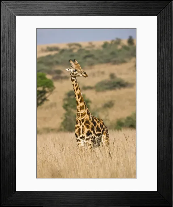 Framed Print : Rothschild Giraffe (Giraffa camelopardis rothschildi) in the graslands of Murchison