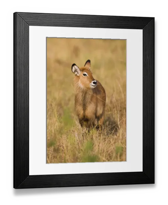 Framed Print : Defassa Waterbuck is a subspecies (Kobus ellipsiprymnus defassa) of the waterbuck Framed Print : Defassa Waterbuck is a subspecies (Kobus ellipsiprymnus defassa) of the waterbuck
