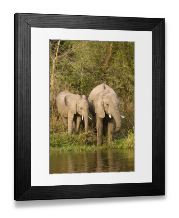 Framed Print : African Bush Elephant (Loxodonta africana) at the banks of the river Victoria-Nile Framed Print : African Bush Elephant (Loxodonta africana) at the banks of the river Victoria-Nile