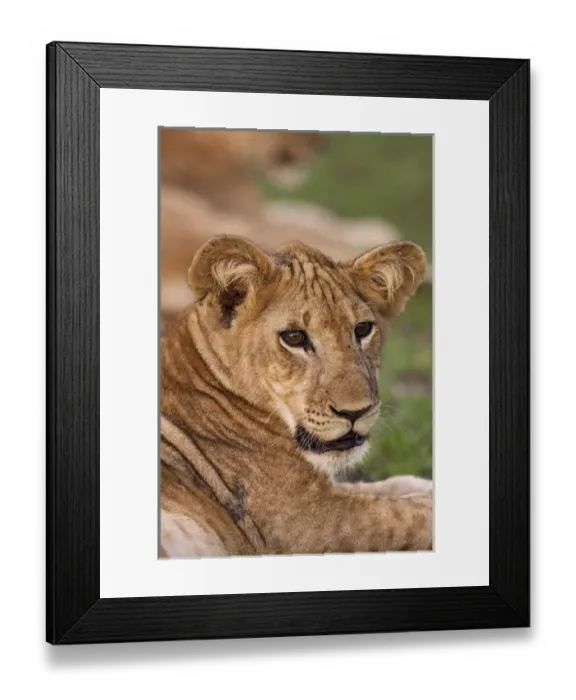Framed Print : lion (Panthera leo) in the Queen Elizabeth National Park, Uganda, East Africa Framed Print : lion (Panthera leo) in the Queen Elizabeth National Park, Uganda, East Africa