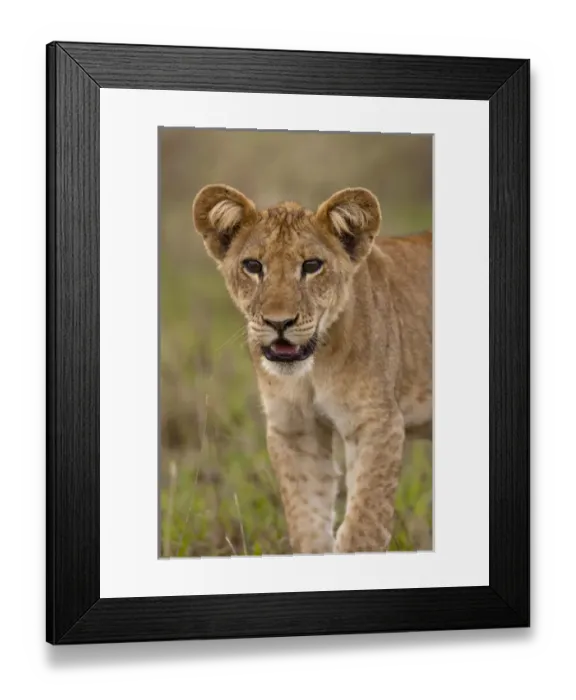 Framed Print : lion (Panthera leo) in the Queen Elizabeth National Park, Uganda, East Africa