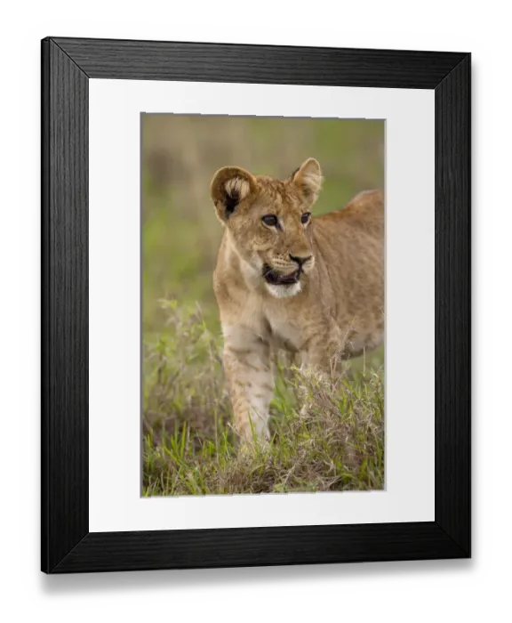 Framed Print : lion (Panthera leo) in the Queen Elizabeth National Park, Uganda, East Africa