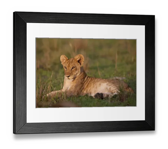 Framed Print : Young lion (Panthera leo) in the Queen Elizabeth National Park, Uganda, East AFrica Framed Print : Young lion (Panthera leo) in the Queen Elizabeth National Park, Uganda, East AFrica