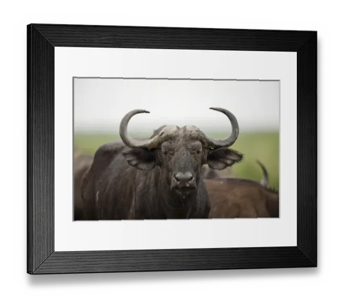 Framed Print : African Buffalo or Cape Buffalo (Syncerus Caffer) in Queen Elizabeth National Park Framed Print : African Buffalo or Cape Buffalo (Syncerus Caffer) in Queen Elizabeth National Park
