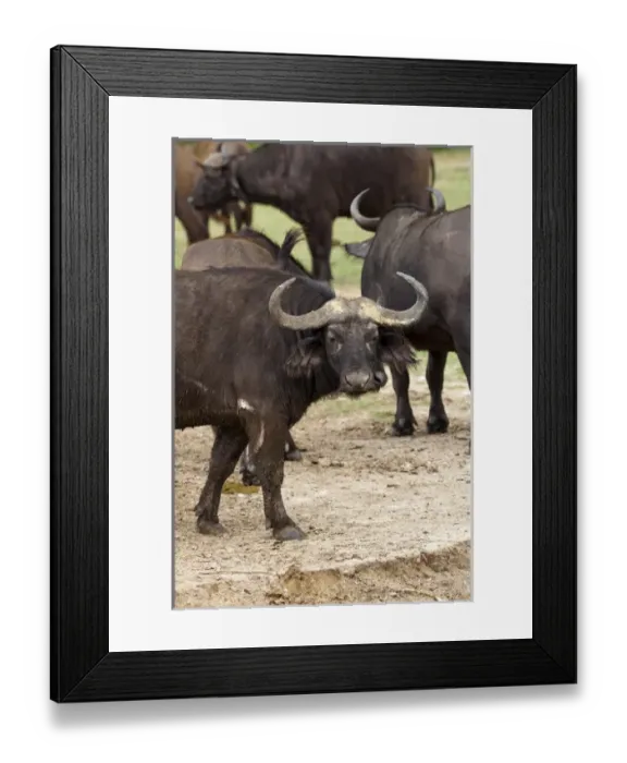 Framed Print : African Buffalo or Cape Buffalo (Syncerus Caffer) at the Kazinga channel in Queen Framed Print : African Buffalo or Cape Buffalo (Syncerus Caffer) at the Kazinga channel in Queen