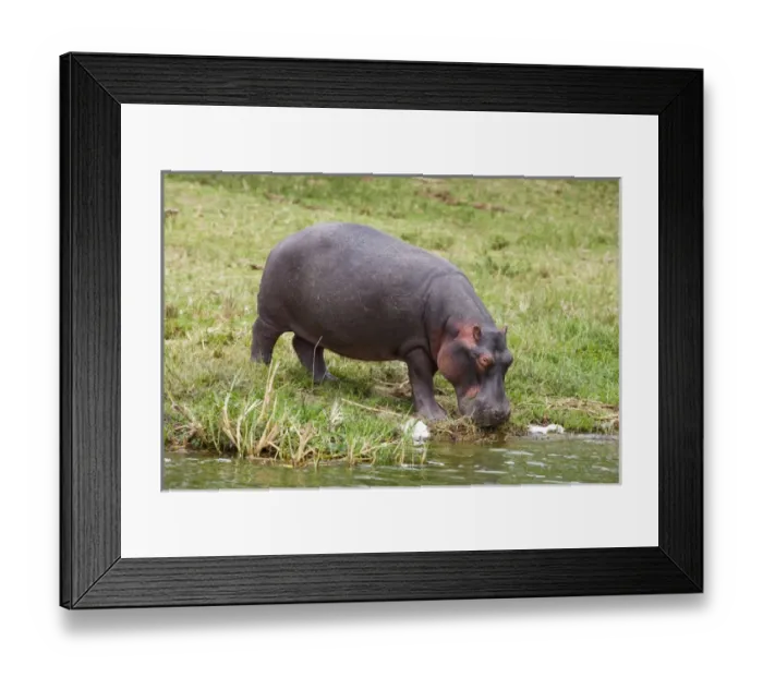 Framed Print : Hippopotamus (Hippopotamus amphibius) in Queen Elizabeth National Park, Kazinga Channel Framed Print : Hippopotamus (Hippopotamus amphibius) in Queen Elizabeth National Park, Kazinga Channel