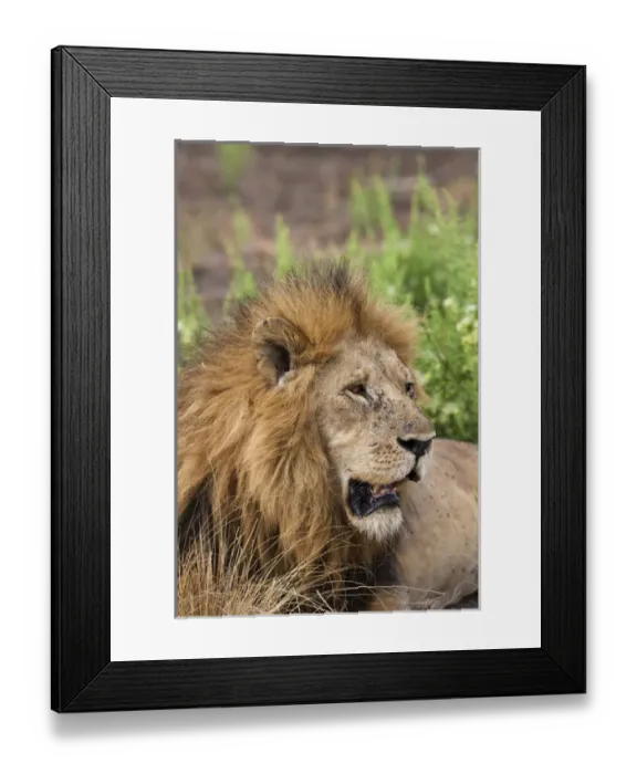 Framed Print : Lion (Panthera leo) in the Queen Elizabeth National Park, Ishasha sector, Uganda Framed Print : Lion (Panthera leo) in the Queen Elizabeth National Park, Ishasha sector, Uganda
