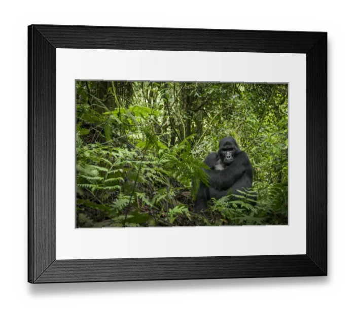 Framed Print : Mountain gorilla (Gorilla beringei beringei). Bwindi Impenetrable Forest. Uganda Framed Print : Mountain gorilla (Gorilla beringei beringei). Bwindi Impenetrable Forest. Uganda