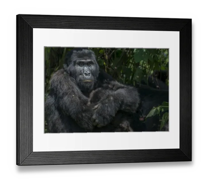 Framed Print : Mountain gorilla (Gorilla beringei beringei). Bwindi Impenetrable Forest. Uganda Framed Print : Mountain gorilla (Gorilla beringei beringei). Bwindi Impenetrable Forest. Uganda