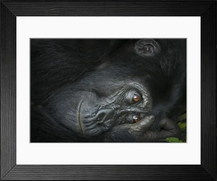 Framed Print : Mountain gorilla (Gorilla beringei beringei). Bwindi Impenetrable Forest. Uganda Framed Print : Mountain gorilla (Gorilla beringei beringei). Bwindi Impenetrable Forest. Uganda
