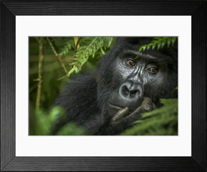 Framed Print : Mountain gorilla (Gorilla beringei beringei). Bwindi Impenetrable Forest. Uganda Framed Print : Mountain gorilla (Gorilla beringei beringei). Bwindi Impenetrable Forest. Uganda