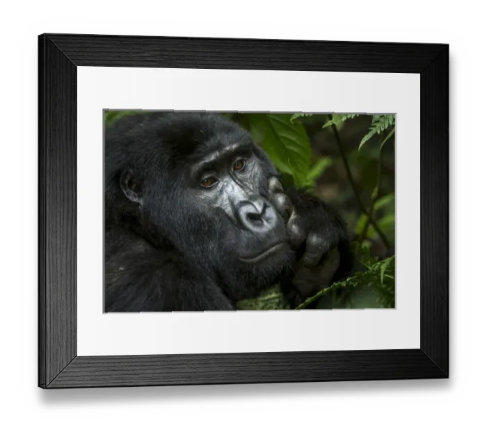 Framed Print : Mountain gorilla (Gorilla beringei beringei). Bwindi Impenetrable Forest. Uganda