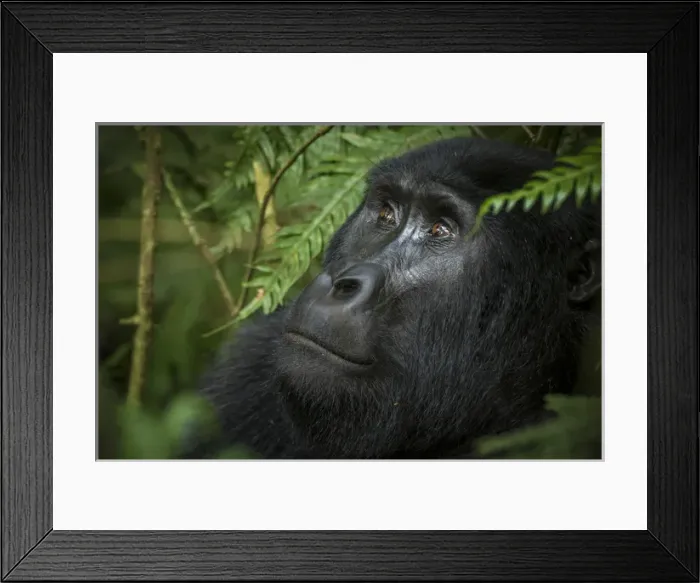 Framed Print : Mountain gorilla (Gorilla beringei beringei). Bwindi Impenetrable Forest. Uganda