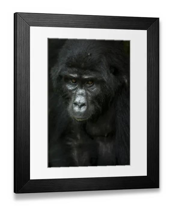 Framed Print : Mountain gorilla (Gorilla beringei beringei). Bwindi Impenetrable Forest. Uganda