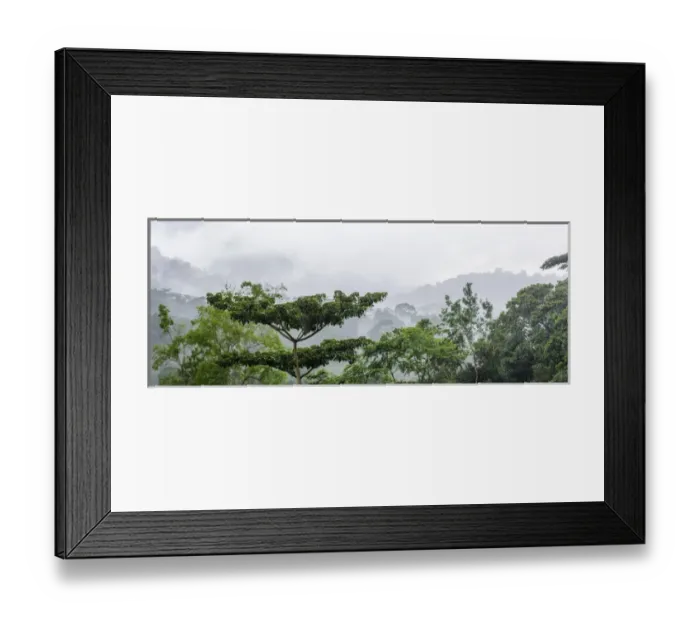 Framed Print : Mist and rain in the Bwindi Impenetrable Forest. Uganda Framed Print : Mist and rain in the Bwindi Impenetrable Forest. Uganda