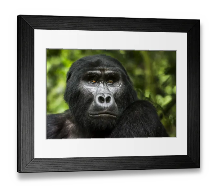 Framed Print : Mountain gorilla (Gorilla beringei beringei). Bwindi Impenetrable Forest. Uganda Framed Print : Mountain gorilla (Gorilla beringei beringei). Bwindi Impenetrable Forest. Uganda
