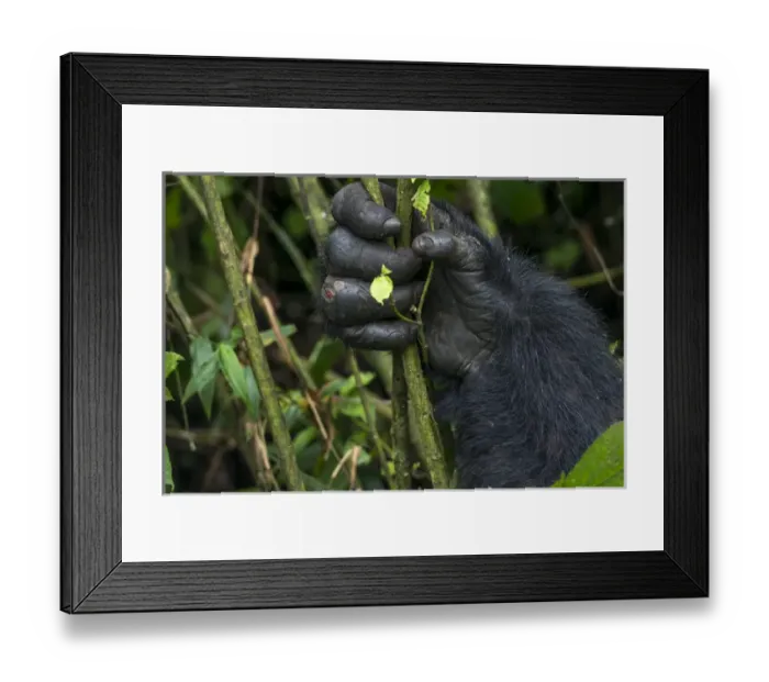 Framed Print : Mountain gorilla (Gorilla beringei beringei). detail of Hands. Bwindi Impenetrable Forest Framed Print : Mountain gorilla (Gorilla beringei beringei). detail of Hands. Bwindi Impenetrable Forest
