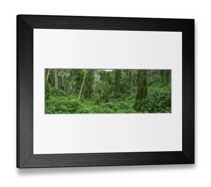 Framed Print : Forest interior. Bwindi Impenetrable Forest. Uganda