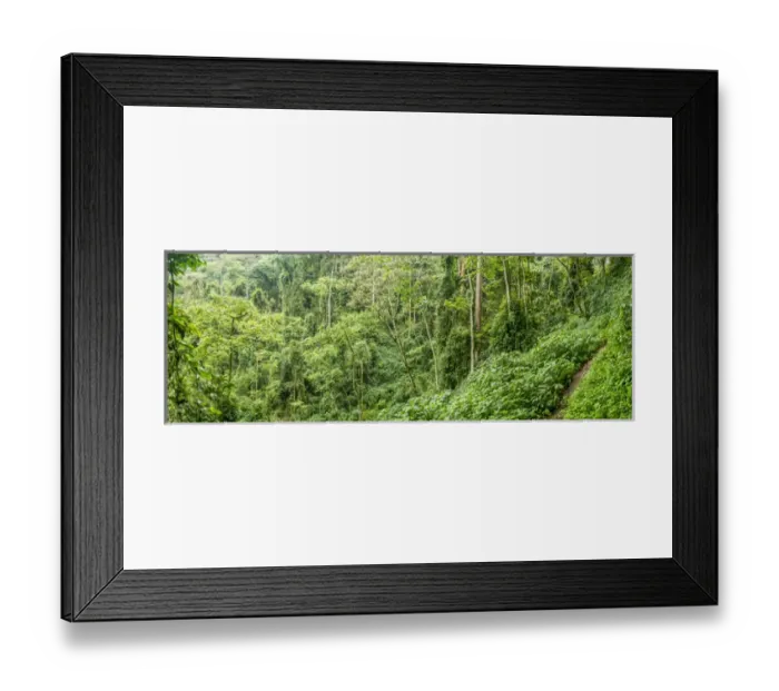Framed Print : Forest interior. Bwindi Impenetrable Forest. Uganda Framed Print : Forest interior. Bwindi Impenetrable Forest. Uganda