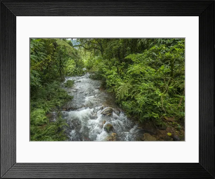 Framed Print : Forest interior. Bwindi Impenetrable Forest. Uganda
