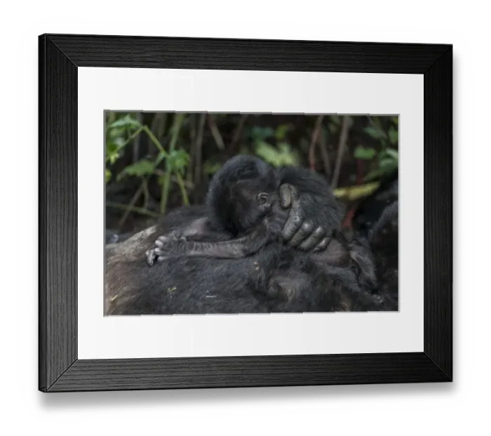 Framed Print : Mountain gorilla (Gorilla beringei beringei) baby. Bwindi Impenetrable Forest. Uganda Framed Print : Mountain gorilla (Gorilla beringei beringei) baby. Bwindi Impenetrable Forest. Uganda