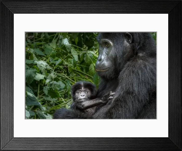 Framed Print : Mountain gorilla (Gorilla beringei beringei). Bwindi Impenetrable Forest. Uganda